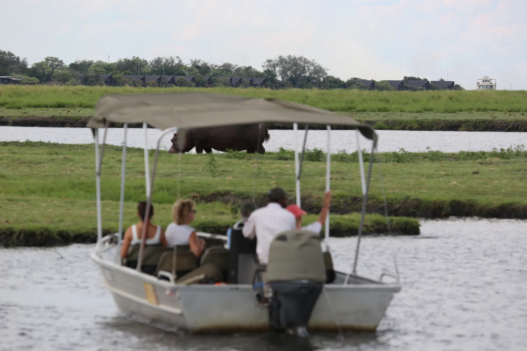 Guests of ours on a Chobe River boat safari watching hippo on the bank