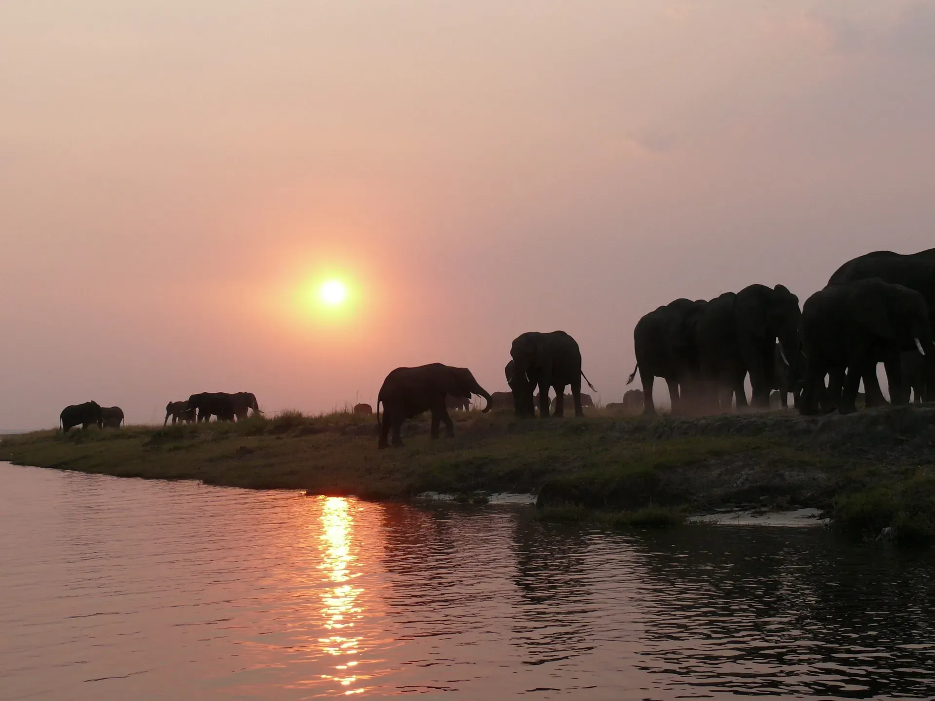 Elephant filing along the Chobe riverbank at sunset