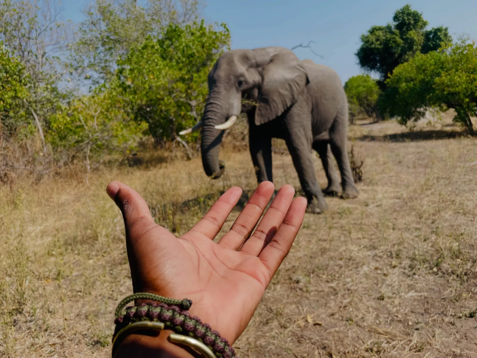 A hand held out with a bull elephant browsing behind