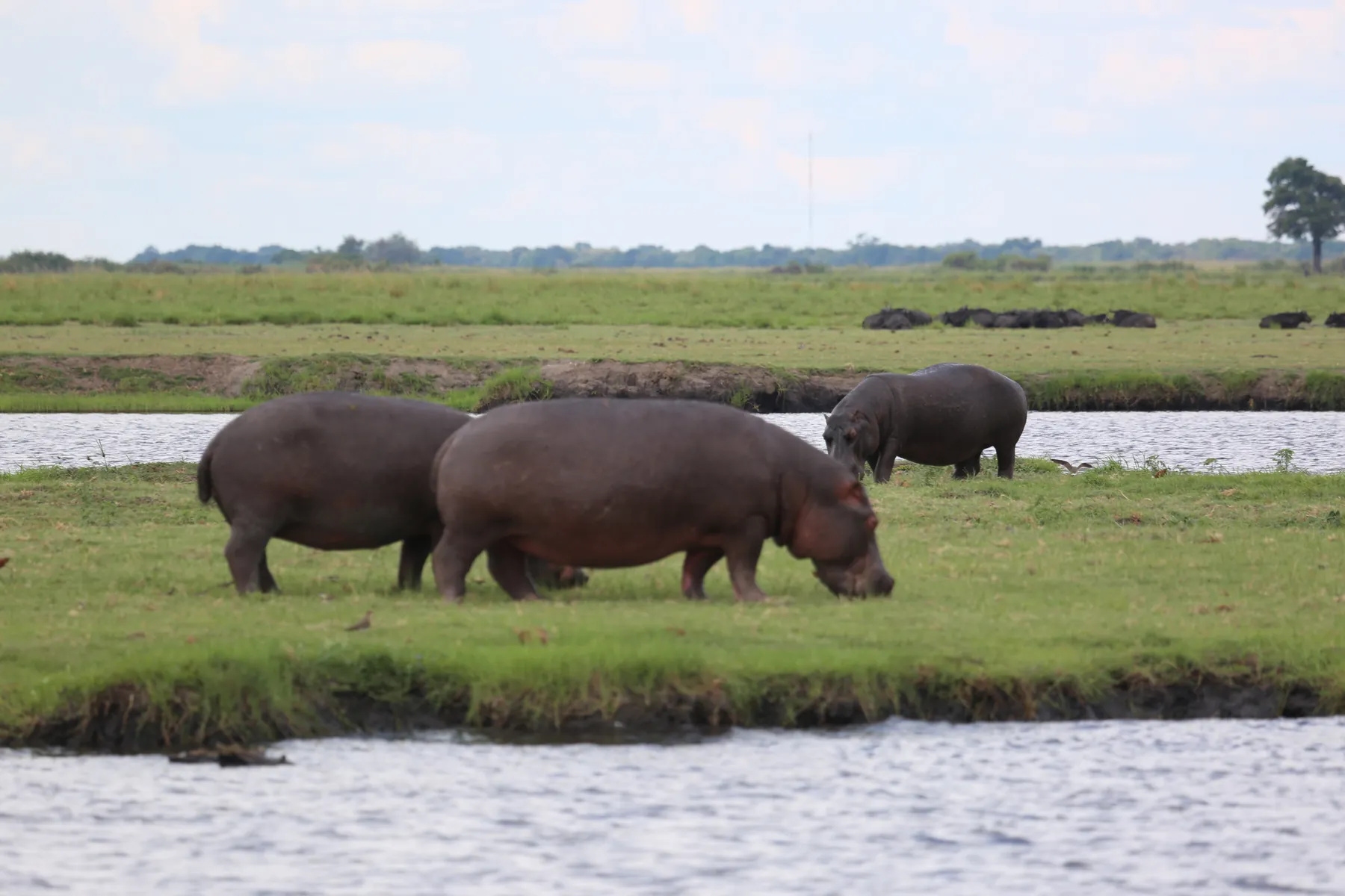 Chobe National Park