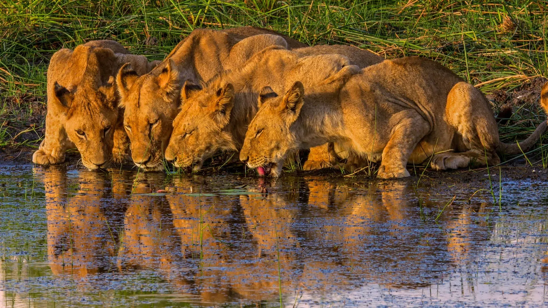 Lionesses drinking at a waterhole