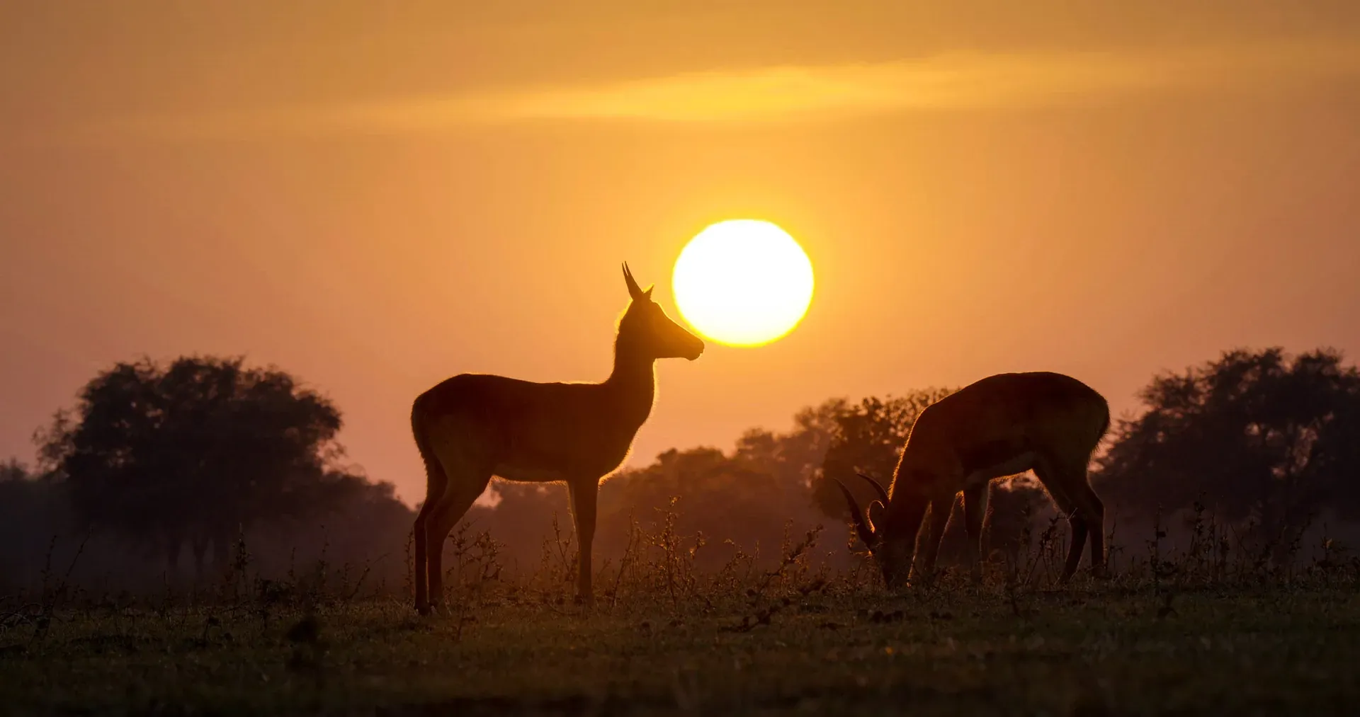 Mana Pools