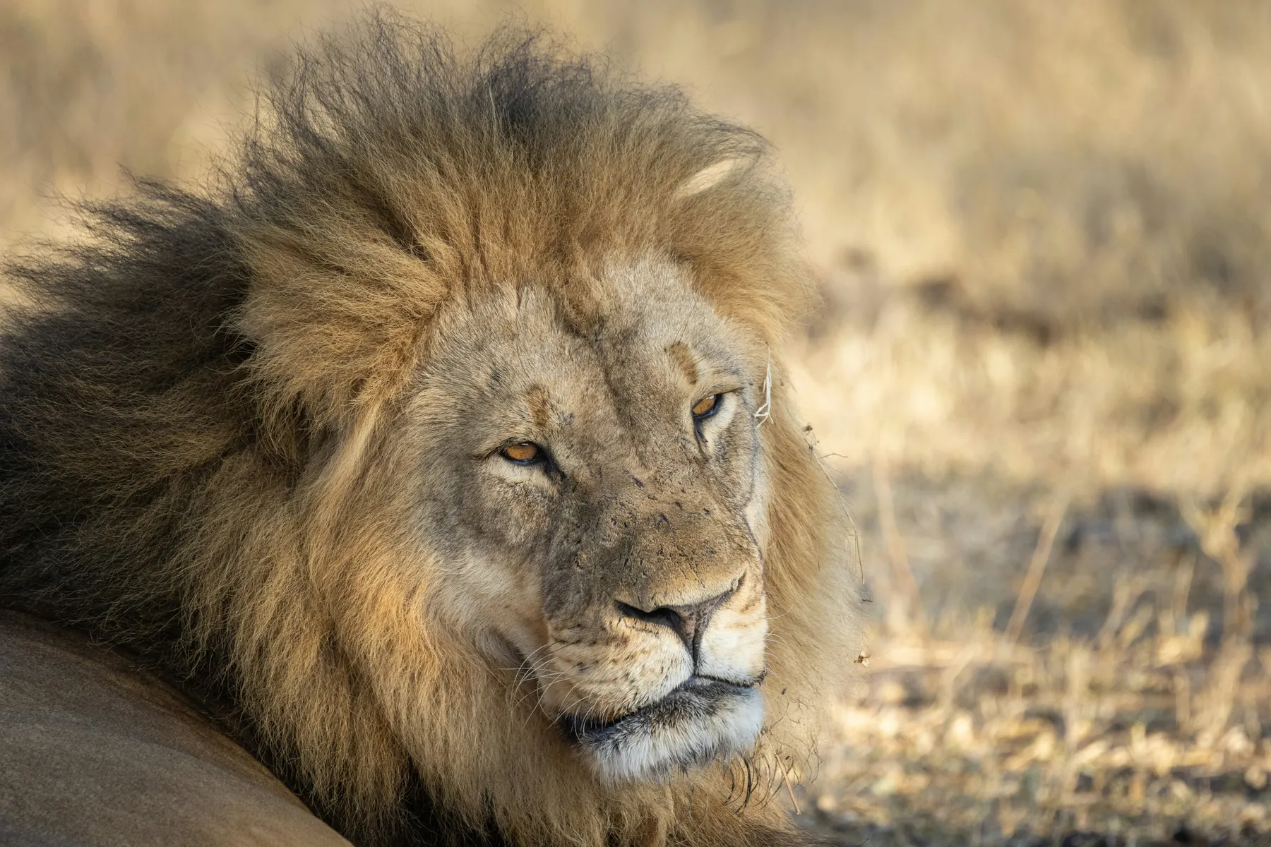 A male lion resting in low afternoon light