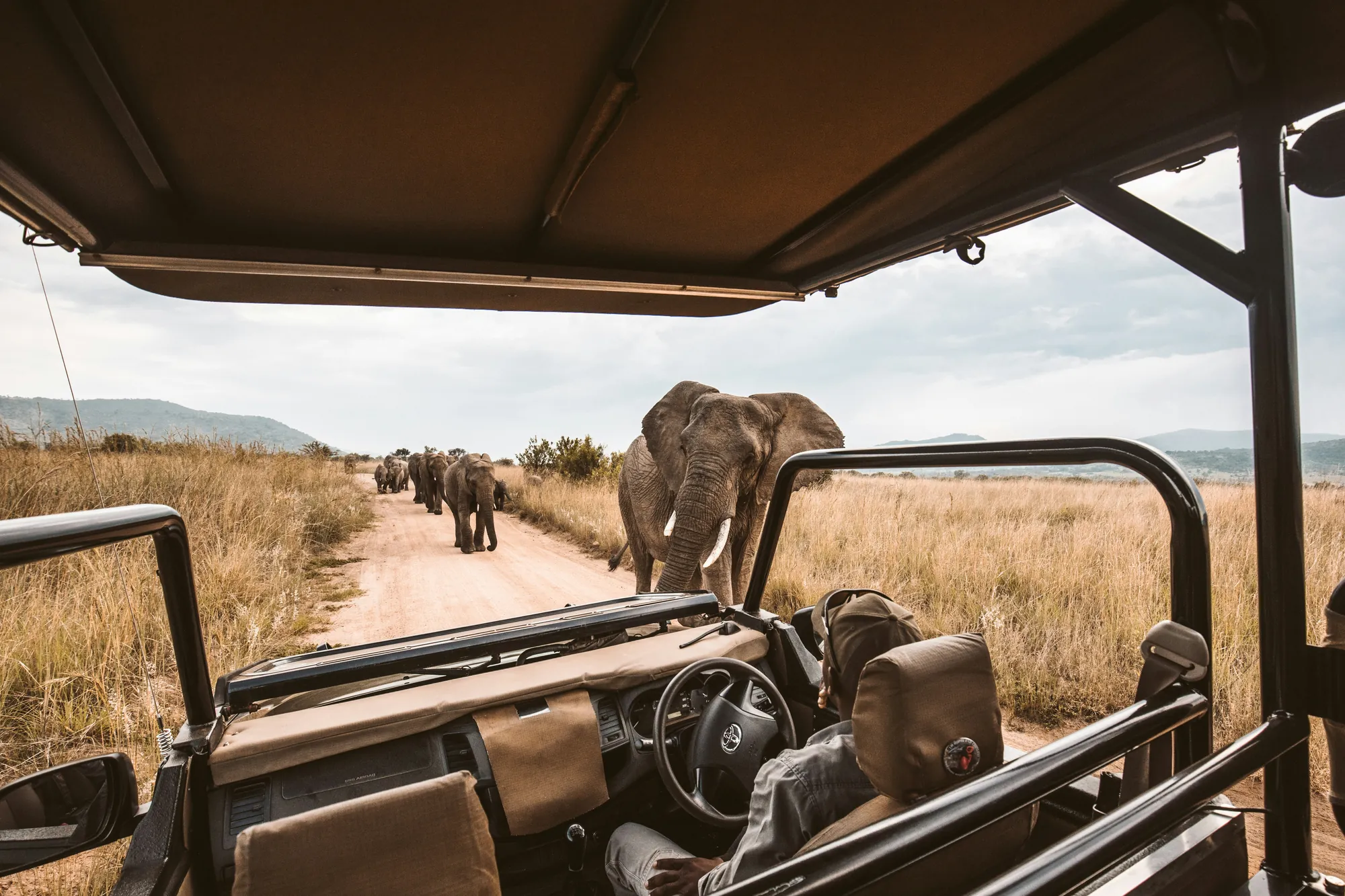 A herd of elephant on a track seen from an open game vehicle